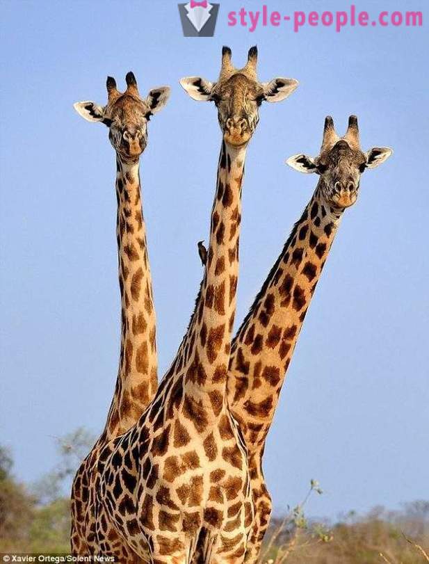 V Zambiji je Tri-vodil žirafe zadel strel