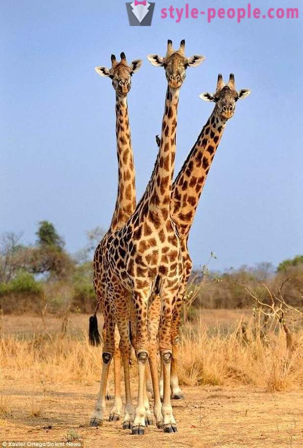 V Zambiji je Tri-vodil žirafe zadel strel