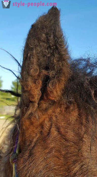 Curly konj - pravi čudež narave