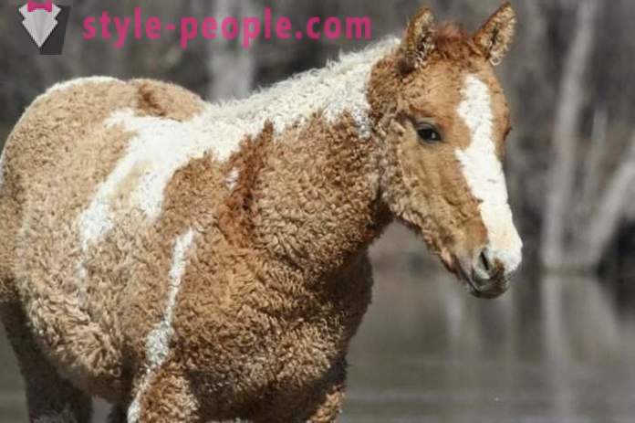 Curly konj - pravi čudež narave