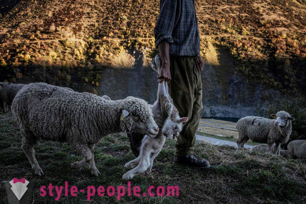 Življenje pastirja v Alpah