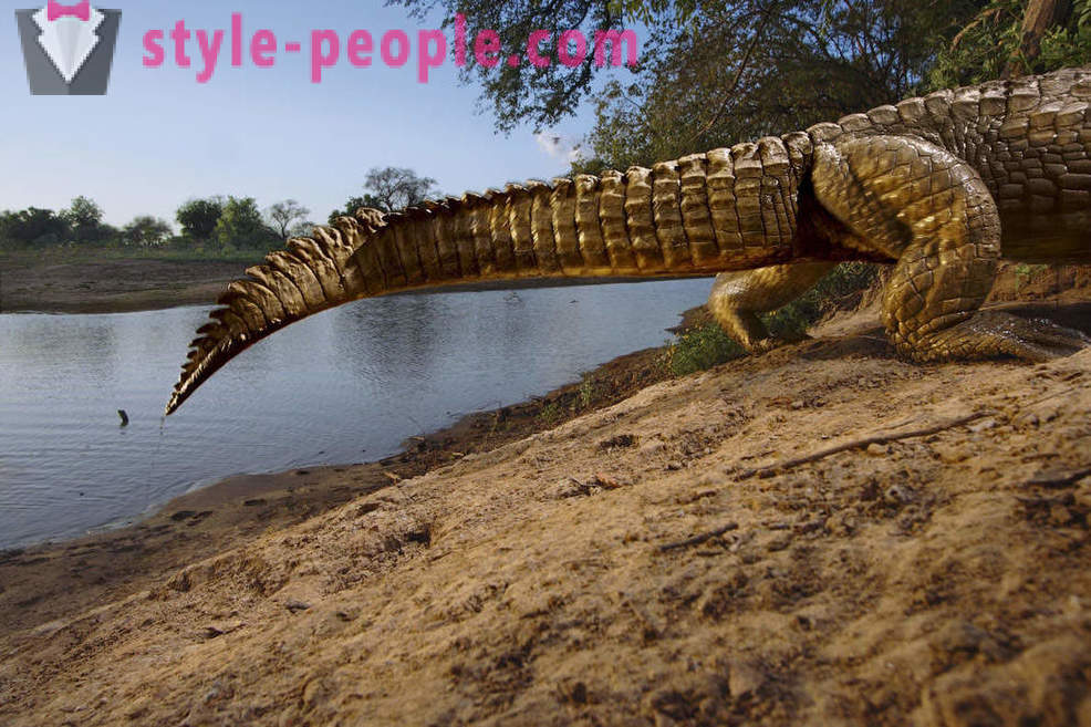 Najboljše posnetke divjih živali iz National Geographic