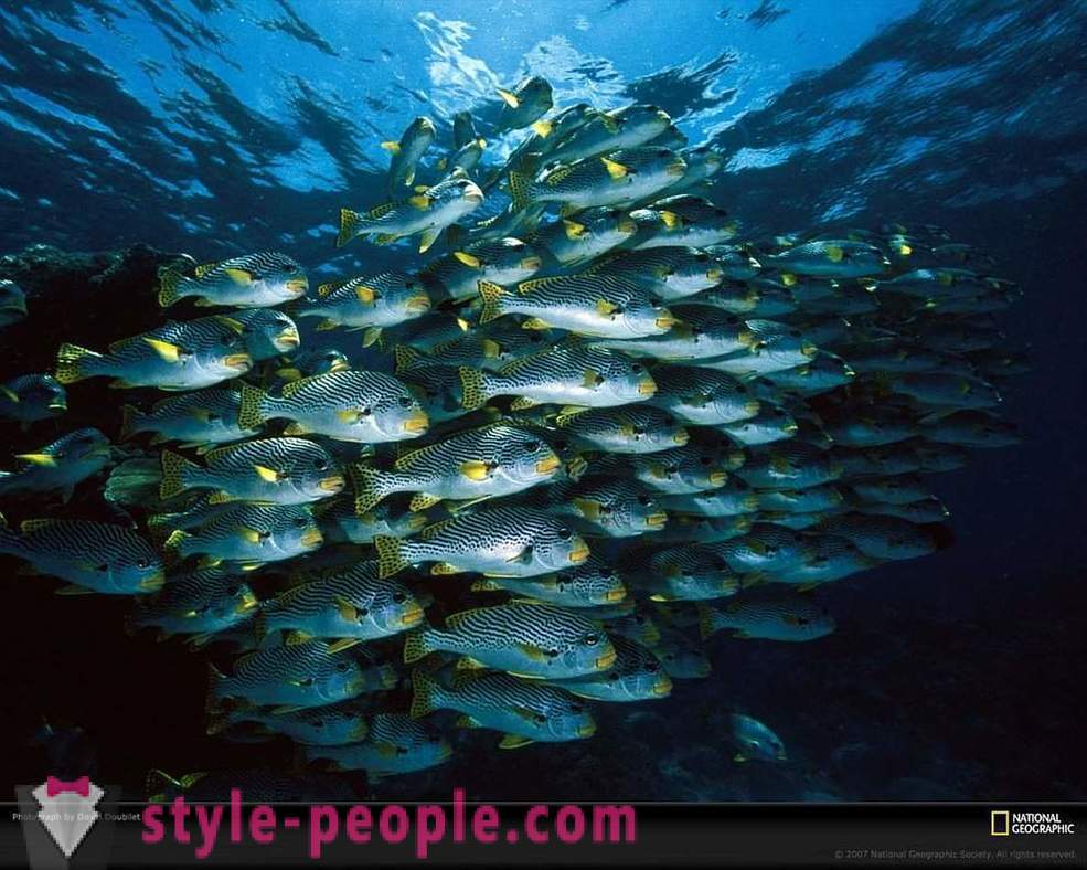 Amazing prebivalci podvodnega sveta v slikah