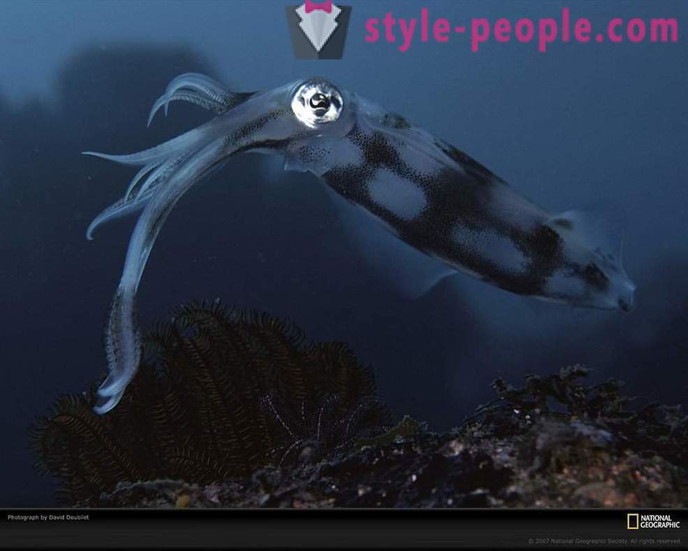 Amazing prebivalci podvodnega sveta v slikah