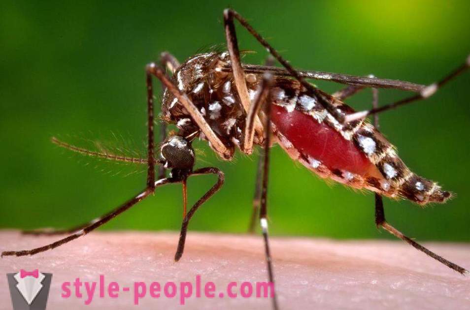 Bill Gates je dodeljen milijone dolarjev za ustvarjanje morilca komarjev