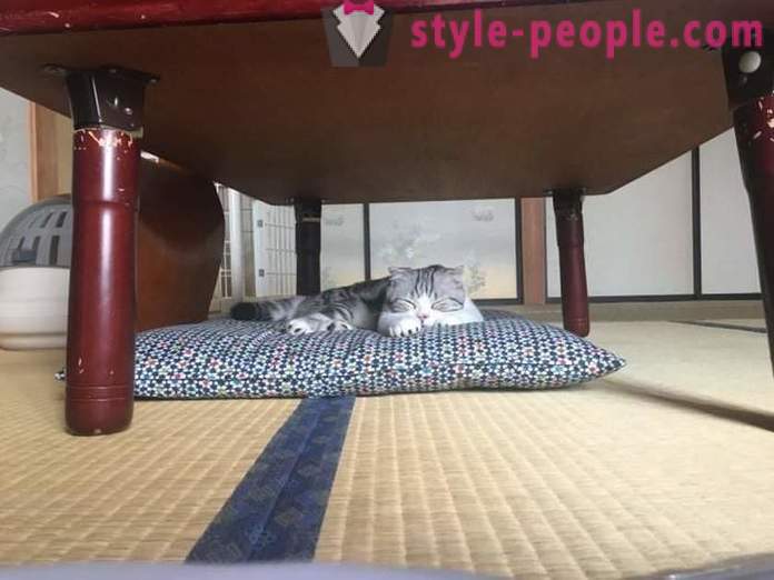 Japonski hotel, kjer si lahko mačka za najem