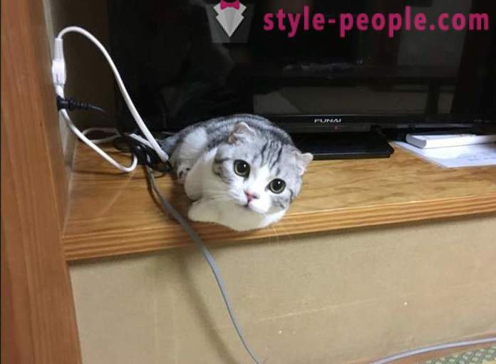 Japonski hotel, kjer si lahko mačka za najem