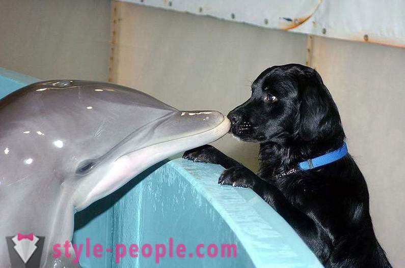 Neverjetno o delfinih