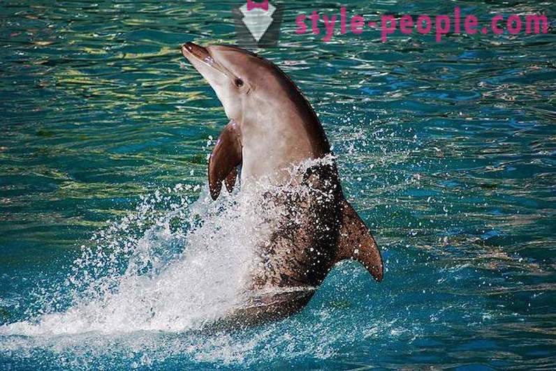 Neverjetno o delfinih