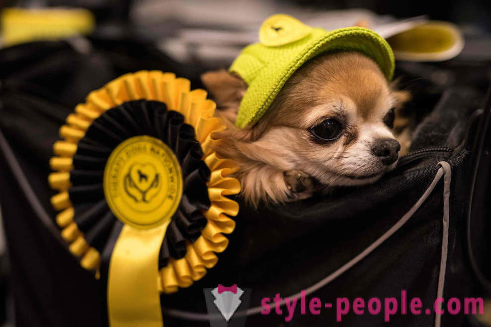 Crufts Dog Show 2018: kako je v Evropi največja razstava