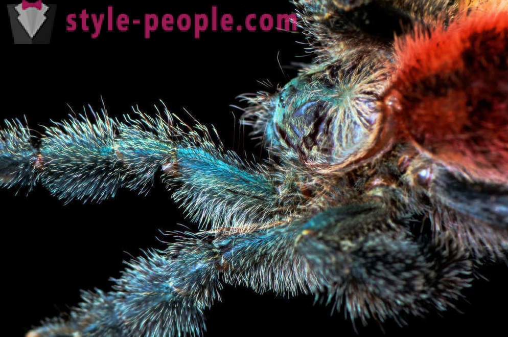 Closeup od pajkov nog