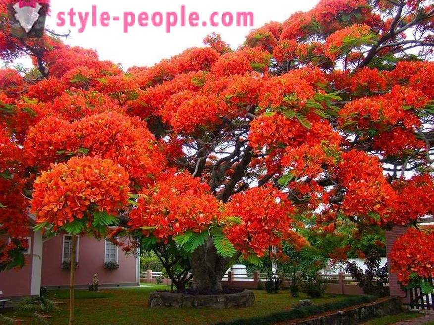 Neverjetno lepoto dreves iz celega sveta