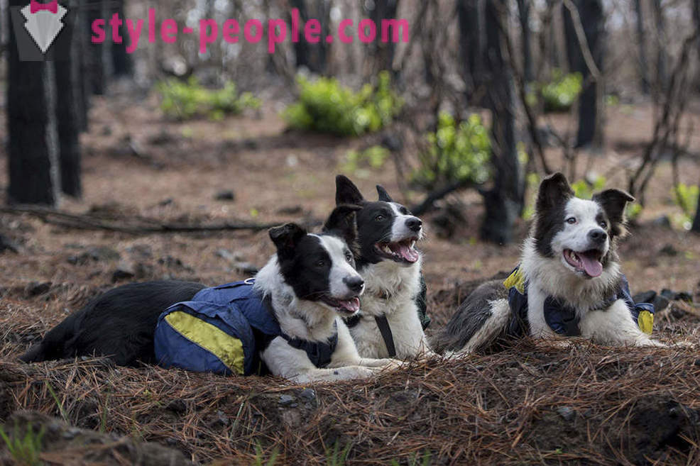 Psi pomagajo obnoviti čilske gozdov