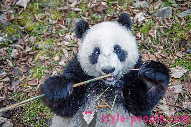 Kako rastejo velikan pandas v Sečuanu