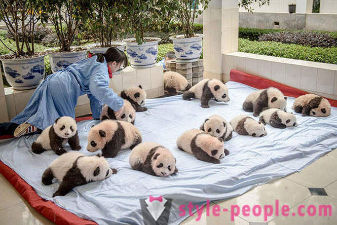 Kako rastejo velikan pandas v Sečuanu