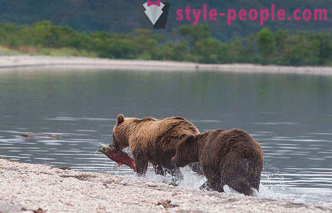 Kamchatka medvedi
