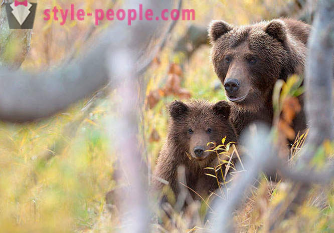 Kamchatka medvedi
