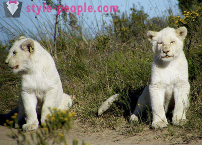 Sprehod v družbi belih levov