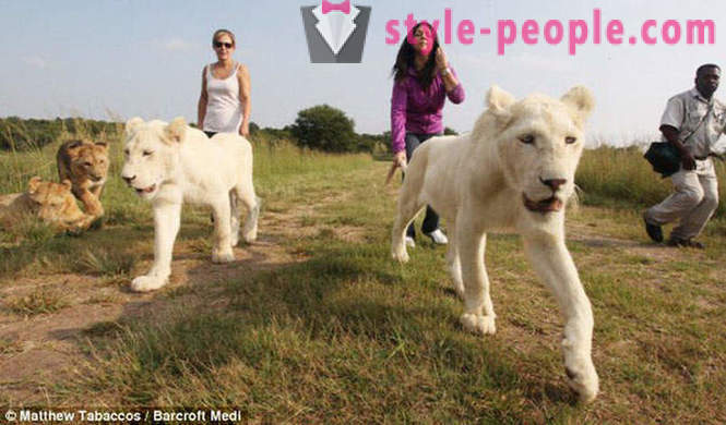 Sprehod v družbi belih levov
