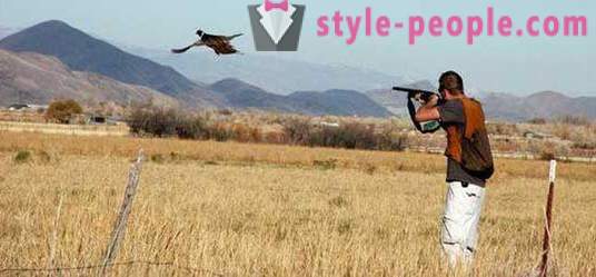 Lov na fazane s husky (foto)