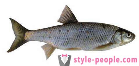 Elec (ribe): opis in fotografije. Zimski ribolov na Dace