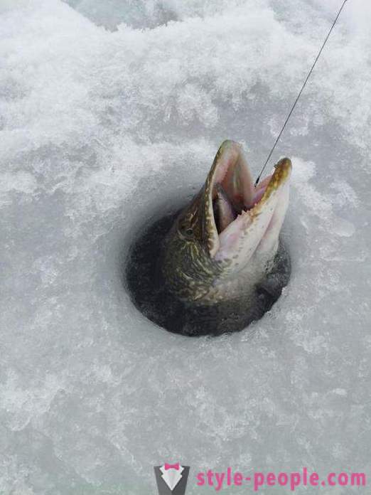 Pike ribolov na zherlitsy pozimi. Pike ribolov v zimskem panulo