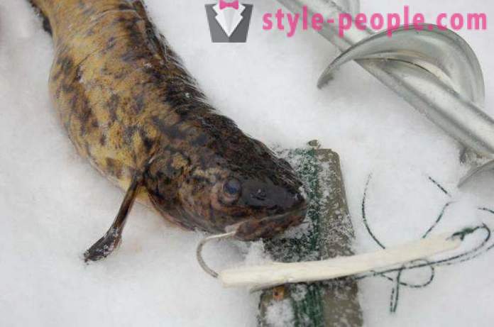 Menek ribolov v zimskem času na zherlitsy. Lovljenje menek v zimskem panulo