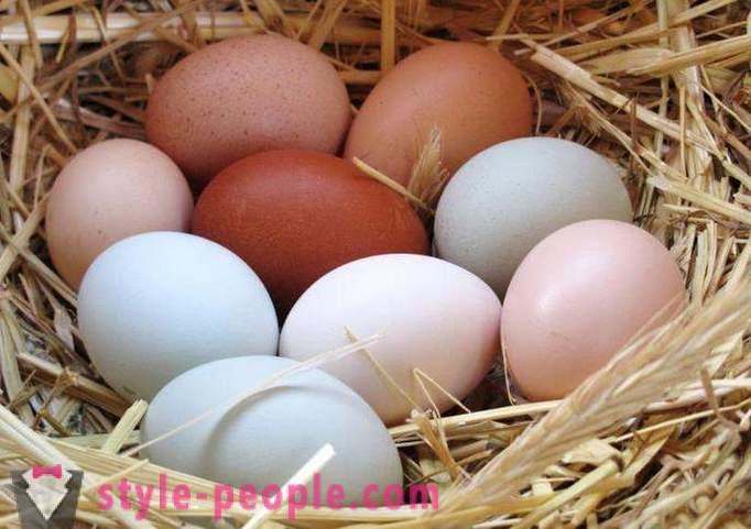 Egg prehrana: opis, prednosti in slabosti