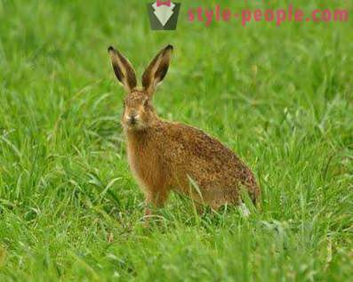 Lov na zajca: metode in trike